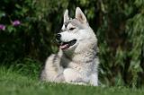 SIBERIAN HUSKY 936